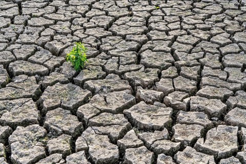Dry soil, cracked, only a few weeds growing out of the ground, dried-up riverbed, in a side arm of