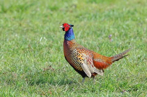 Pheasant, hunting pheasant (Phasianus colchicus), adult male bird in a meadow, wildlife, Lembruch,