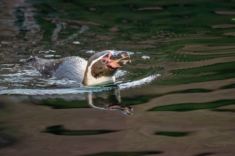 Humboldt penguin (Spheniscus humboldti) swimming in the sea, captive, native to coastal Chile and