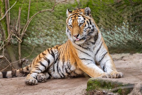 Siberian tiger (Panthera tigris tigris) lying in a forest, captive, incidence in Russia and