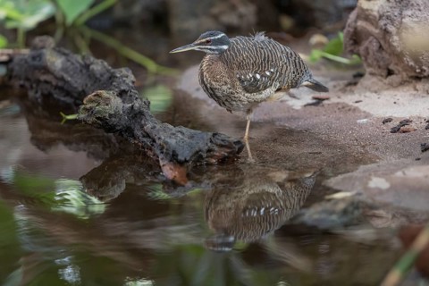 One sunbittern (Eurypyga helias) standing in the water of a forest creek