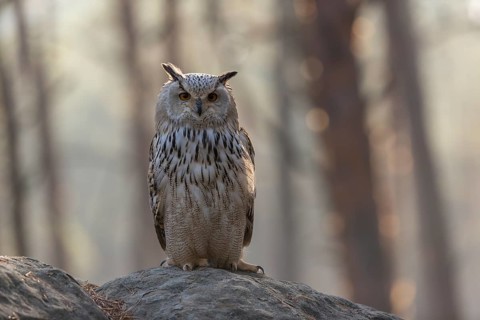 One Siberian Eagle Owl (Bubo bubo sibiricus) sitting on a rock in a forest