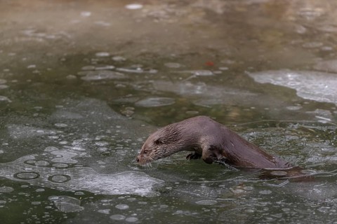 One Eurasian otter (Lutra lutra), emerging between the ice in a frozen river