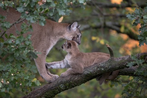 One cougar mother, Puma concolor, grooming her kitten, standing on a big branch high up in an oak