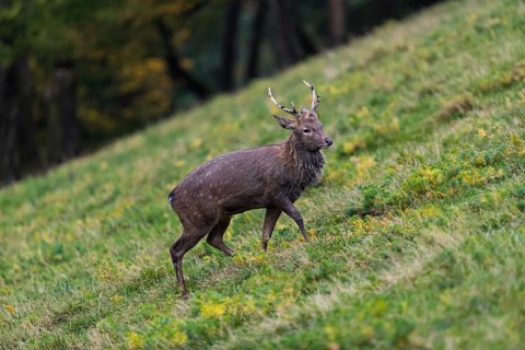 One male Manchurian sika deer or Dybowski's sika deer (Cervus nippon mantchuricus or Cervus nippon