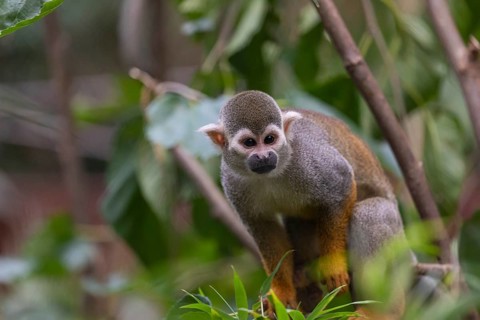 One baby Central American squirrel monkey, Saimiri oerstedii, climbing through bushes. Green