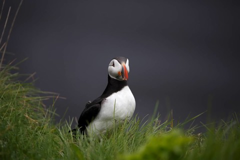 Atlantic Puffin, Common Puffin. Fratercula arctica, at the cliffs of Latrabjarg, Iceland, Europe