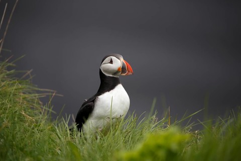 Atlantic Puffin, Common Puffin. Fratercula arctica, at the cliffs of Latrabjarg, Iceland, Europe