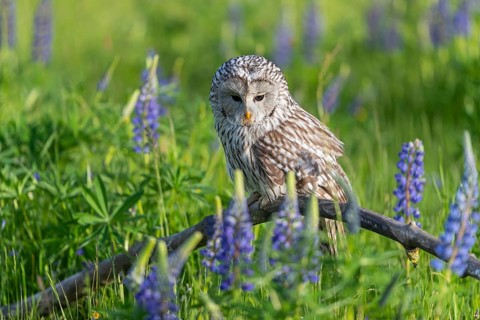 One Ural owl (Strix uralensis) sitting on a branch lying in a field of flowering lupines in late
