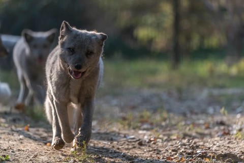 One young arctic fox (Vulpes lagopus), (white fox, polar fox, or snow fox) running towards the