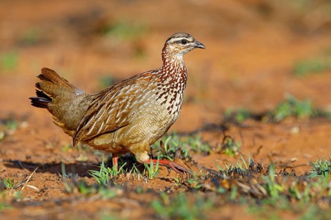 Crested Francolin, (Dendroperdix sephaena), Francolinus sephaena, Mkuze Game Reserve, Mkuze,