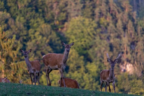 A herd of red deer (Cervus elaphus) standing on a meadow, with a forest in the distant background