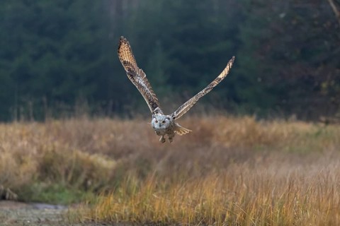 One Siberian Eagle Owl (Bubo bubo sibiricus) flying over tall reed grass lakeshore on an autumnal