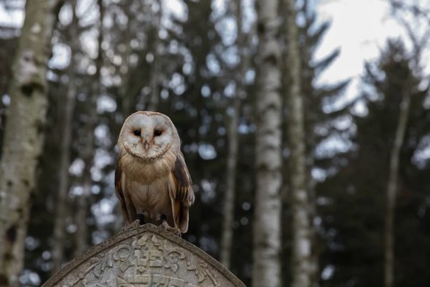 One barn owl (Tyto alba) perched on a very old gravestone in a forest. Green vegetation in the