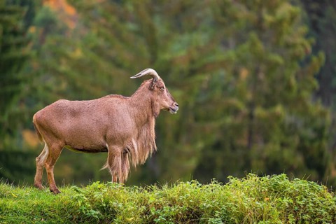 One Barbary sheep (Ammotragus lervia) stands on green hilly ground. A forest is in the background