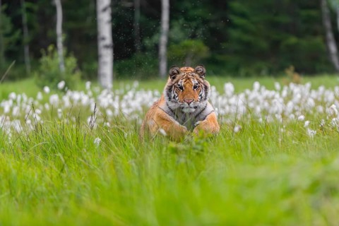 One young female Siberian Tiger, Panthera tigris altaica, running thru tall cottongrass. Early