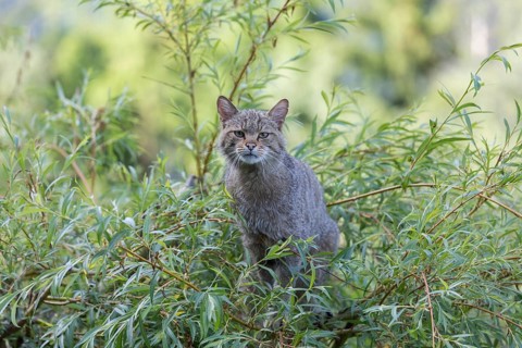 One European wildcat, Felis silvestris silvestris, sitting in a green weeping willow tree. Green