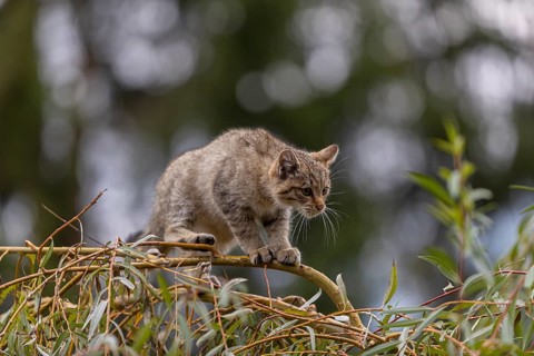One young European wildcat, Felis silvestris silvestris, sitting in a green weeping willow tree.