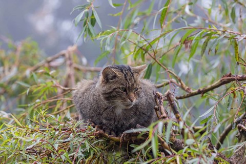 One European wildcat, Felis silvestris silvestris, resting in a green weeping willow tree. Green