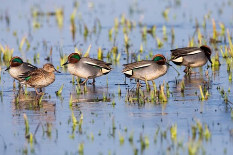 Eurasian Teal (Anas crecca), a group of four male ducks and one female duck, resting on a frozen