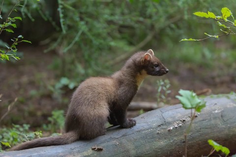Young european pine marten sitting on the ground framed with green leaves