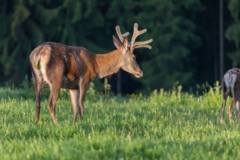 One male Altai maral, Altai wapiti or Altai elk (Cervus canadensis sibiricus) standing together