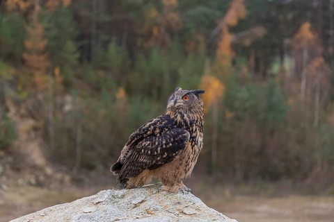 One Eurasian Eagle Owl, Bubo bubo, sitting on a grey rock of a stone quarry, a forest in fall