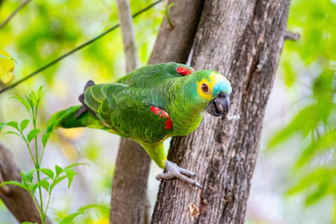 Blue-fronted Amazon (Amazona aestiva (Pantanal Brazil
