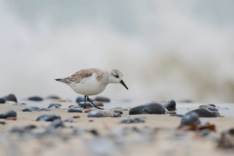 Sanderling (Calidris alba) on the beach, Düne, Helgoland, Schleswig-Holstein, Germany, Europe