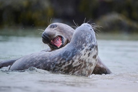 Grey seal (Halichoerus grypus) playing with each other in the water, sea, Düne, Helgoland,