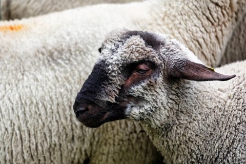 Black-headed sheep (Ovis gmelini aries), black-headed meat sheep, Shepherd and Herding Festival