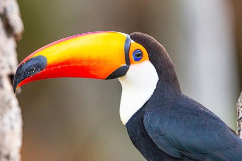 Giant toucan (Ramphastos toco) Pantanal Brazil