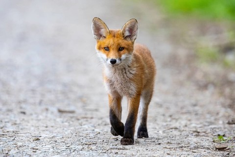 Fox (Vulpes vulpes) puppy Germany