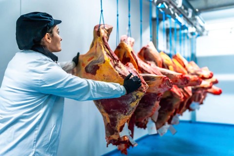 Woman in uniform, hat and gloves placing meat in line in a cold storage room in meat factory