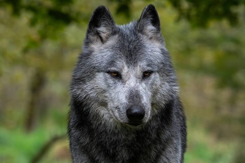 Close-up portrait of black and white Northwestern wolf, Mackenzie Valley wolf, Canadian, Alaskan