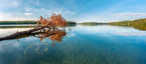 A fallen tree lies in the Stechlin, Großer Stechlinsee, clear water lake, view through the clear