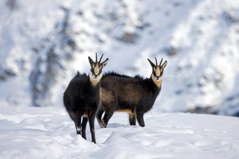 Two Alpine chamois (Rupicapra rupicapra) males, bucks on snow covered mountain slope during the rut