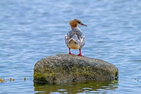 Common merganser, goosander (Mergus merganser merganser) female resting on boulder along the North