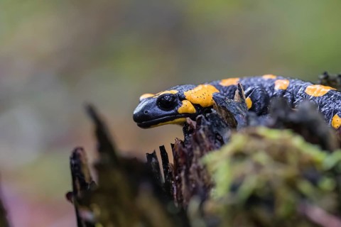 One fire salamander (Salamandra salamandra) rests on a tree stump on a rainy day. IUCN conservation