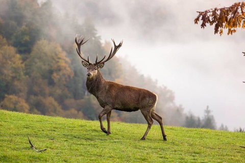 A red deer stag (Cervus elaphus) runs across a meadow. A forest with autumn leaves can be seen in