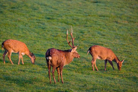 A Manchurian sika deer stag and two female (or Dybowski's sika deer, Cervus nippon mantchuricus or