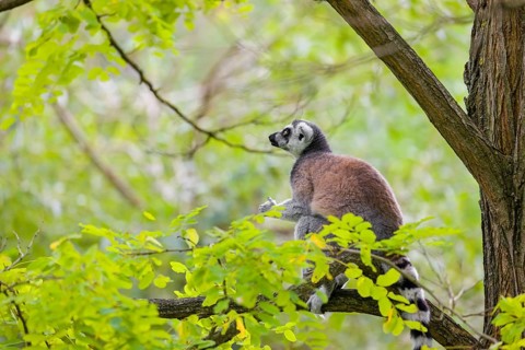 A ring-tailed lemur (Lemur catta) stands high up on a branch of tree with fresh green leafs