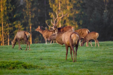 An Altai maral stag, Altai wapiti or Altai elk (Cervus canadensis sibiricus) stands on a meadow in