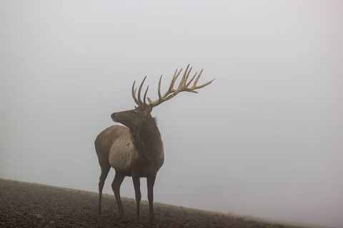 An Altai maral stag, Altai wapiti or Altai elk (Cervus canadensis sibiricus) stands in a meadow in