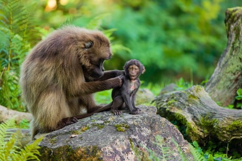 One female Gelada (Theropithecus gelada), or bleeding-heart monkey sits on a rock grooming her baby