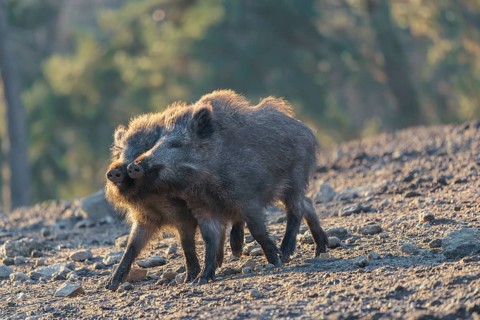 Two young wild boars (Sus scrofa) play fighting and dominance on a frozen field on a sunny day. A