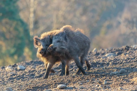 Two young wild boars (Sus scrofa) play fighting and dominance on a frozen field on a sunny day. A