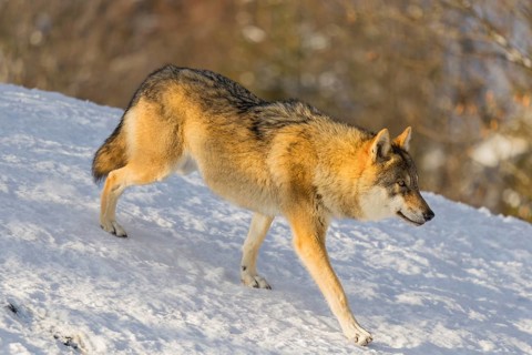 An adult female grey wolf (Canis lupus lupus) runs across the sloping, snow-covered meadow at the