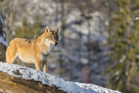 An adult female grey wolf (Canis lupus lupus) stands on a sloping, snow-covered meadow at the edge
