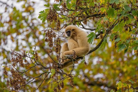 A White-handed gibbon, Hylobates lar, climbs in a tree
